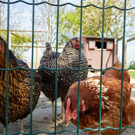 Traberhof - Landurlaub In Seiner Schoensten Form - Freies Reiten Inbegriffen - Hunde Willkommen - Sauna Im Haus - Kanuverleih - Tolle Radwege - Deich In Sichtweite *