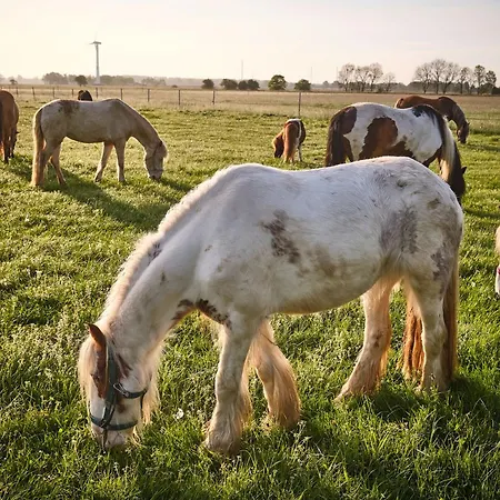 Летний дом Traberhof - Landurlaub In Seiner Schoensten Form - Freies Reiten Inbegriffen - Hunde Willkommen - Sauna Im Haus - Kanuverleih - Tolle Radwege - Deich In Sichtweite *